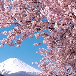 Meet your Posher, Artique